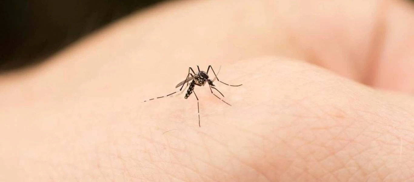 Με αυτό τον τρόπο θα διώξετε έναν σημαντικό… πονοκέφαλο τα κουνούπια (βίντεο)
